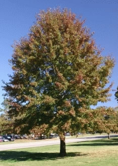 Prince Edward Island official tree - Red Oak